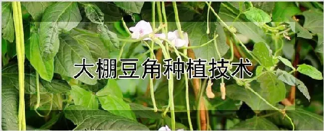 大棚豆角种植技术 | 农业技术