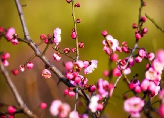 植物种类|什么梅花最好最贵（梅花哪个品种最珍贵最漂亮）