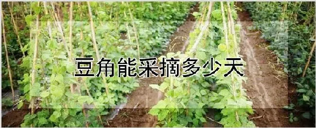 豆角能采摘多少天 | 农业技术