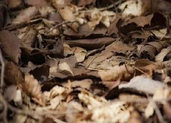 种植土壤|杉树木屑可以种兰花吗