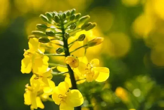 植物百科|油菜开花吗 开花什么样子