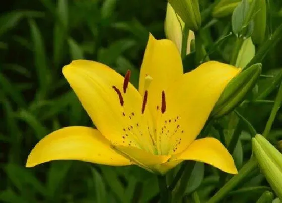 开花时间|百合种植多久开花 盆栽百合种球多久能开花