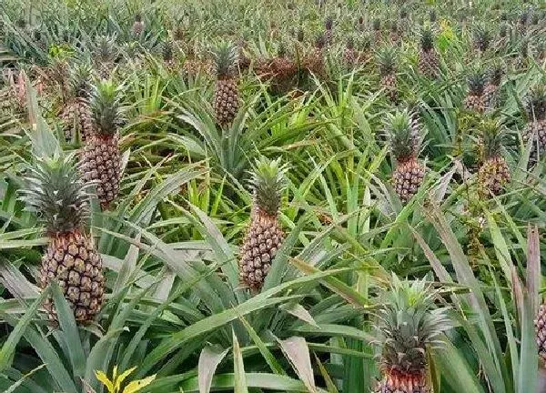 植物浇水|菠萝多久浇一次水