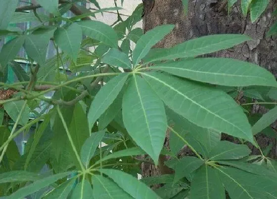 植物百科|七叶树又叫什么名字