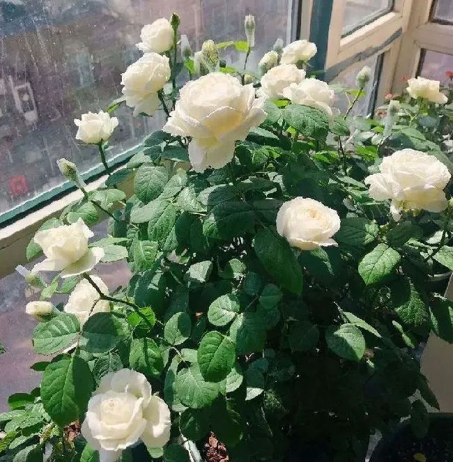 植物百科|伊芙婚礼之路月季优缺点（阳台养婚礼之路抗病性好长得慢）