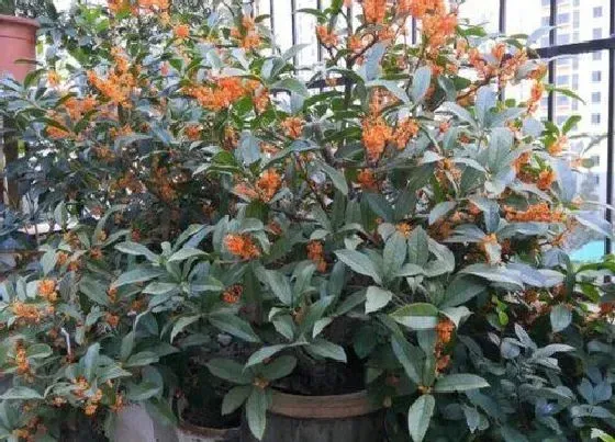 植物排行|盆栽桂花什么品种最好