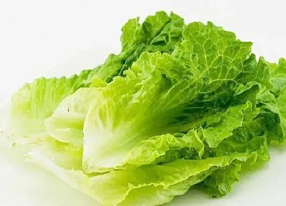 植物病害|生菜炭疽病的发病原因与治疗方法