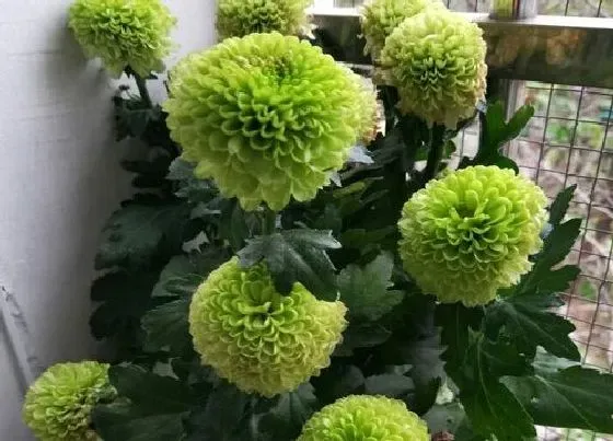 植物寓意|绿色菊花花语代表什么意思