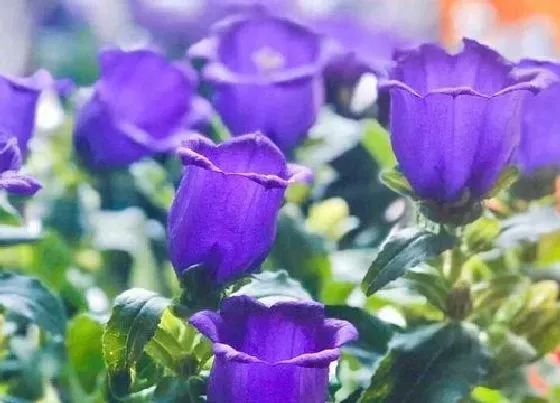 花语|蓝铃花的花语和寓意 开花图片及象征意义