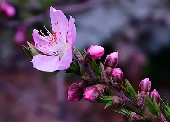 开花时间|碧桃什么时候开花 开花时间是几月