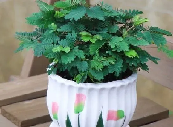 植物毒性|含羞草有毒吗 可以放在室内养吗