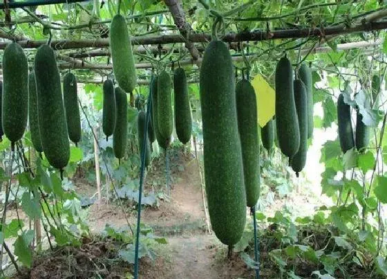 功效常识|节瓜的功效与作用