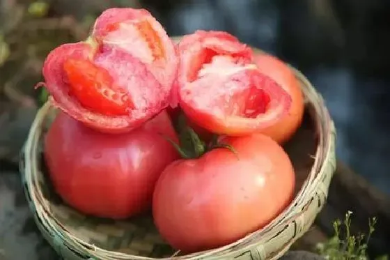 植物虫害|番茄钻心虫防治方法