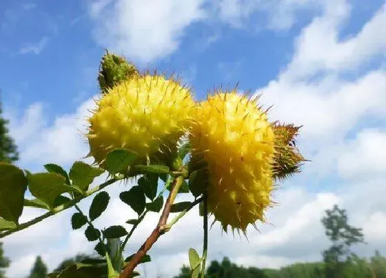 果实成熟|刺梨什么季节成熟采摘 成熟期是几月份