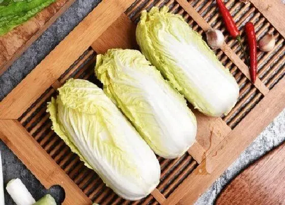 植物百科|四川娃娃菜又叫什么菜