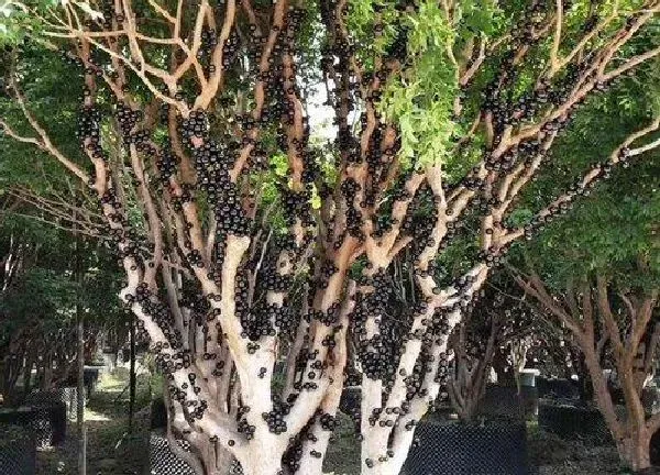 植物浇水|嘉宝果多久浇一次水