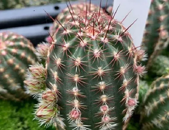 开花时间|仙人掌多久开花一次 从种植到开花要多长时间