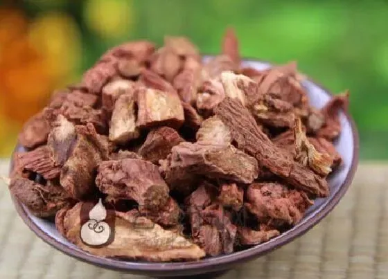 食用科普|丹参是热性还是凉性