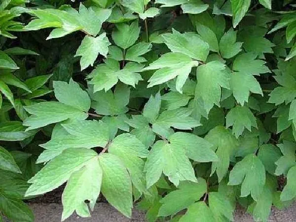 植物移栽|芍药怎么分株图解 分株时间及繁殖方法