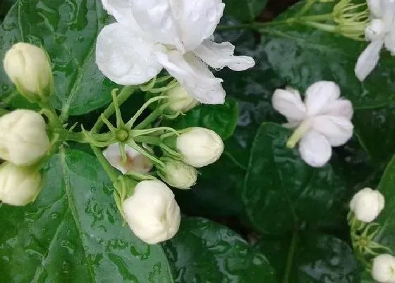 植物百科|茉莉花可以淋雨吗 下雨天可以放外面淋雨吗