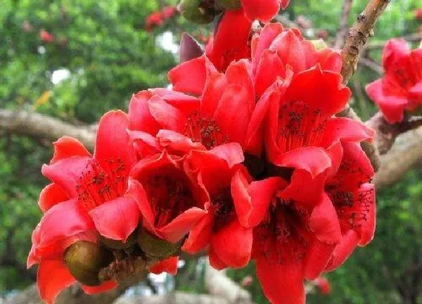 植物扦插|木棉花几月份扦插最好