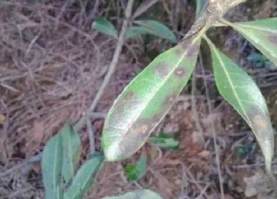 植物虫害|杨梅树的病虫害防治方法与技术