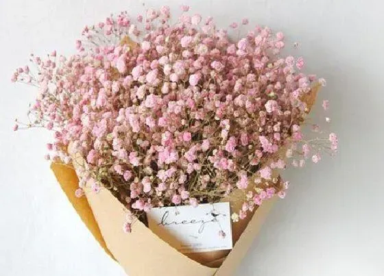 花语|满天星代表什么花语