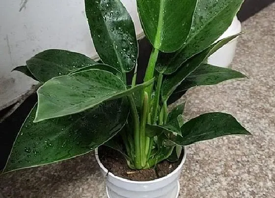 植物招财|属兔养什么植物旺财运