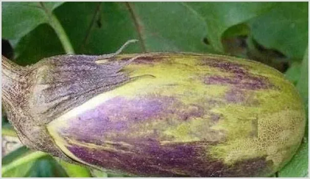 茄子着色不良什么原因及解决方法 | 植物病害