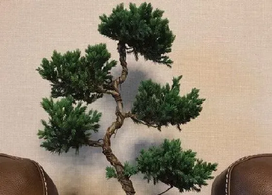 风水百科|屋旁边种什么树风水好 适合房屋周围栽的树