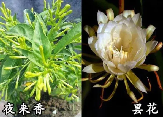 植物种类|夜来香和昙花是一种花吗