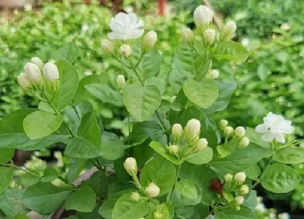 植物移栽|虎头茉莉上盆时间与养护方法