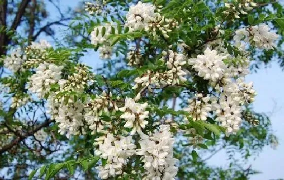 果实科普|槐花几月开花结果 什么时候开花结果