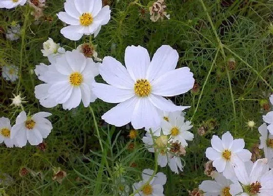 开花时间|格桑花一年开几次花