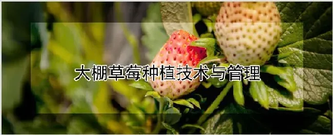 大棚草莓种植技术与管理 | 种植技术