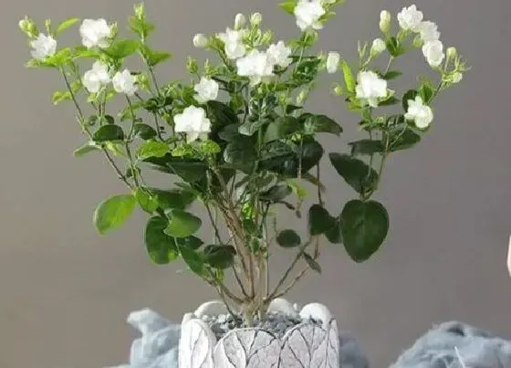 冬天植物|茉莉花耐寒多少度 最低温度能耐多少度