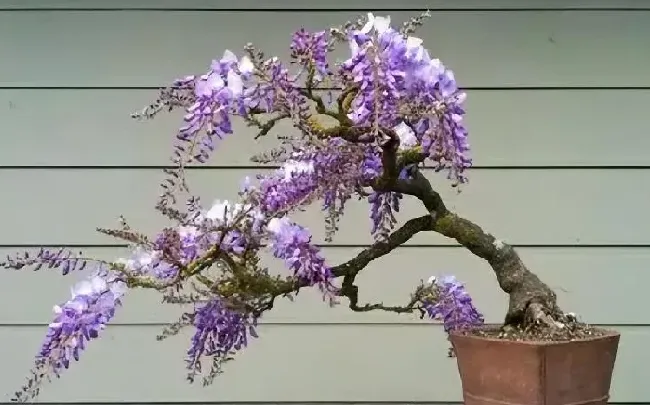 养殖方法|紫藤花养在室内怎么养殖开花多（如何养出漂亮的紫藤花）