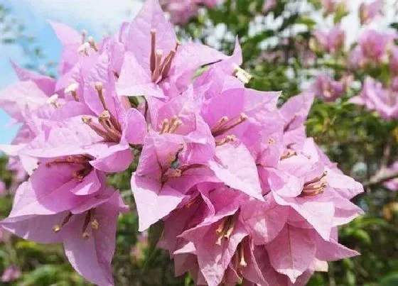 植物排行|三角梅什么品种最好