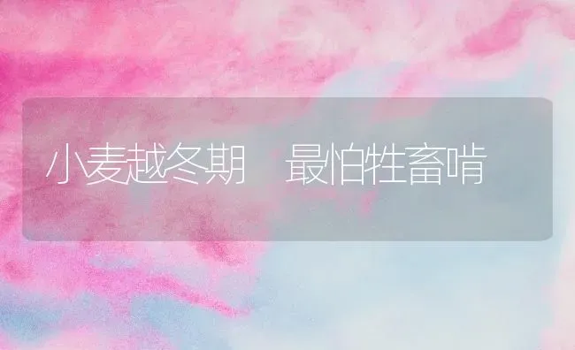 小麦越冬期 最怕牲畜啃 | 粮油作物种植