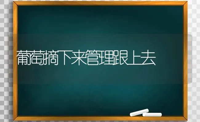 葡萄摘下来管理跟上去 | 瓜果种植