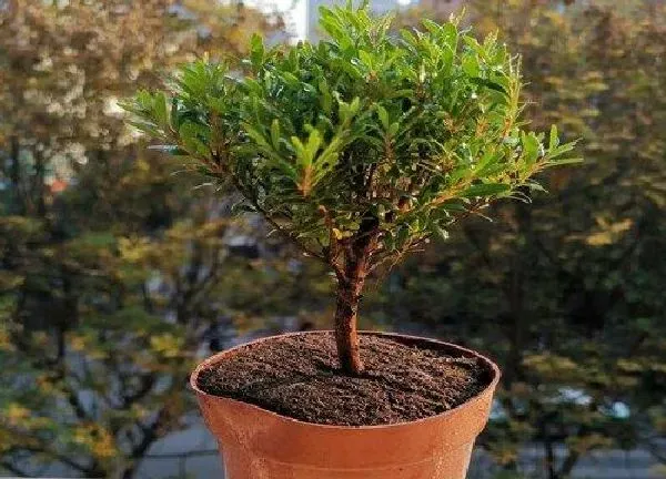 植物移栽|小叶黄杨移栽注意事项 移栽最佳时间是什么时候