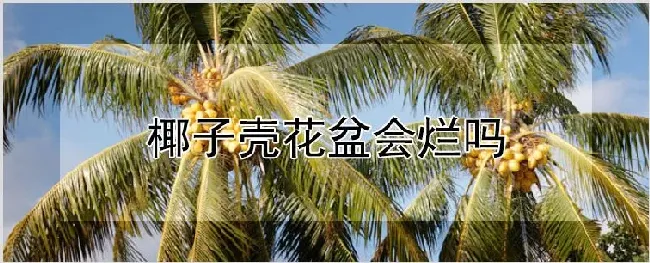椰子壳花盆会烂吗 | 耕种资料