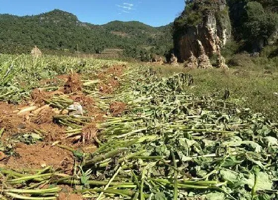 植物百科|雪莲果生长在什么地方