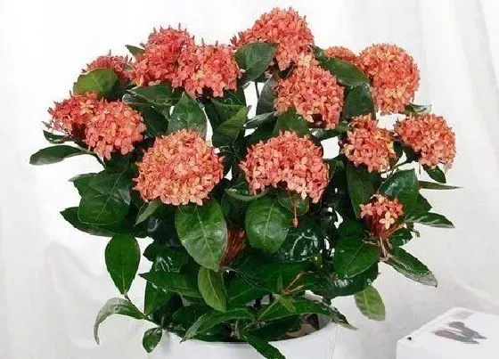 植物毒性|龙船花有毒吗 可以放在室内养吗