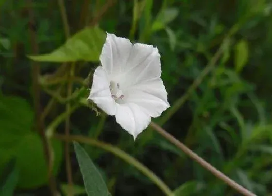 颜色花|喇叭花有什么颜色