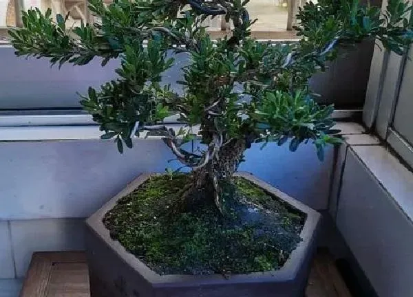 植物移栽|小叶黄杨移栽注意事项 移栽最佳时间是什么时候