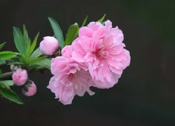 开花时间|碧桃什么时候开花 开花时间是几月