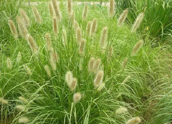 植物百科|白草又叫什么名称