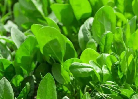 食用科普|菠菜是热性还是凉性