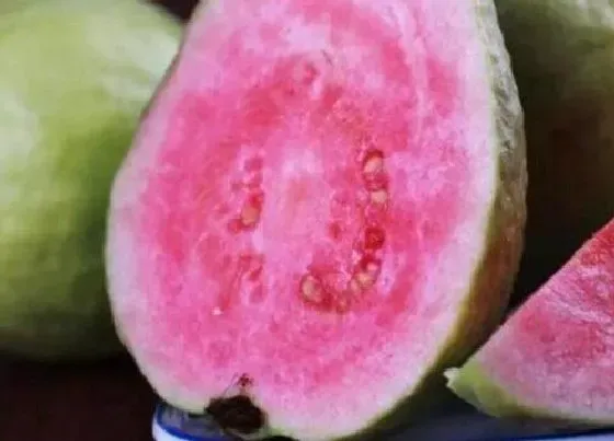 水果科普|芭拉是什么水果